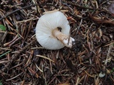 Lepiota subincarnata image