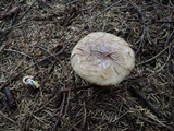 Gomphidius glutinosus image