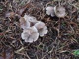 Tricholoma scalpturatum image