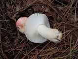 Russula silvestris image