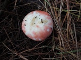 Russula silvestris image