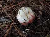 Russula silvestris image