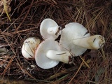 Russula silvestris image