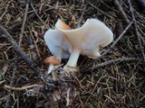 Rhodocollybia butyracea image