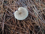 Ampulloclitocybe clavipes image