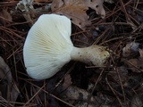 Ampulloclitocybe clavipes image