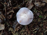 Lepista sordida image