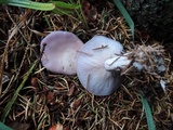 Lepista sordida image