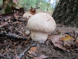 Calvatia craniiformis image