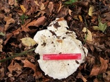 Clitocybe robusta image