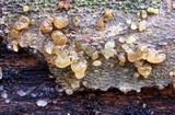 Exidia nucleata image
