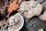 Trametes pubescens image
