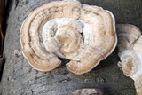 Trametes pubescens image