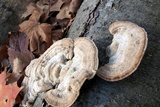 Trametes pubescens image
