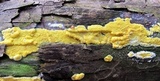 Trichoderma sulphureum image