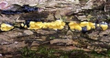 Trichoderma sulphureum image