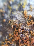 Lichenoconium xanthoriae image