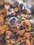 Lichenoconium xanthoriae image
