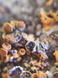 Lichenoconium xanthoriae image