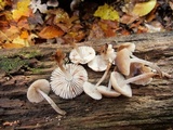 Mycena maculata image