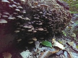 Psathyrella piluliformis image