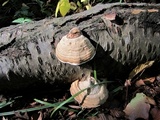 Fomes excavatus image