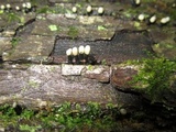 Holwaya mucida image