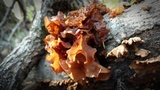 Phaeotremella foliacea image