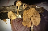 Flammulaster erinaceellus image