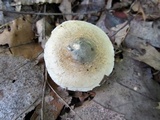 Inocybe corydalina image
