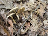 Inocybe corydalina image