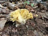 Ramaria aurea image