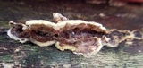 Gloeoporus dichrous image