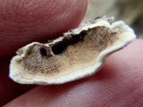 Gloeoporus dichrous image