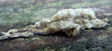 Gloeoporus dichrous image