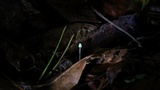 Mycena chloroxantha image