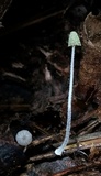Mycena chloroxantha image