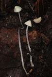 Mycena chloroxantha image