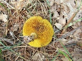 Suillus subaureus image