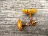 Suillus subaureus image