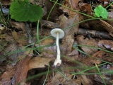 Volvariella pusilla image
