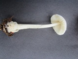 Volvariella pusilla image