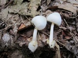 Volvariella pusilla image