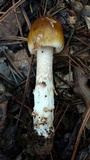 Amanita xanthomitra image