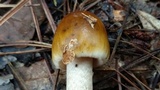 Amanita xanthomitra image
