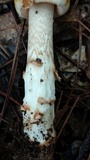 Amanita xanthomitra image