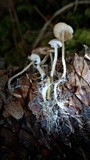 Baeospora myosura image