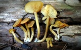 Callistosporium luteo-olivaceum image