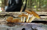 Callistosporium luteo-olivaceum image