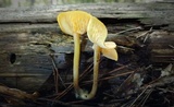 Callistosporium luteo-olivaceum image